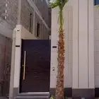نخيل واشنطني للبيع اقل الاسعار