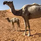 ناقه خلفه هديه