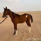 حصان