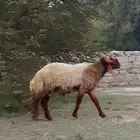 فحل نعيمي صنف ادبس السن ثني مشروط صحه ونسف وقريع