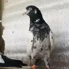 تم البيع جوز تيدي أساس