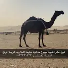 للبيع خفوت معزول حاشيها عنها