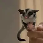 شوقر قلايدر ( السنجاب الطائر)