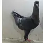 انث مالتيز 