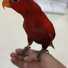 للبيع ببغاء لوري اليف جدا متكلم