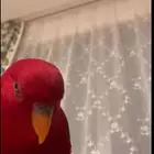ببغاء رد لوري