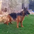 نثيه منتجه جيرمن شيبرد مستوى عالي