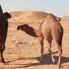 بكرة لبانية طايشة