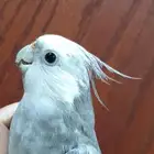 ذكر كروان وايت فيس