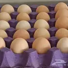 بيض دجاج فرنسي مخصب