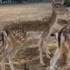 تيوس للبيع