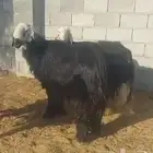 لبيع نجدي
