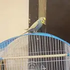 طائر البادجي ذكر