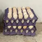 بيض براهما للبيع سوبر سوبر جامبو