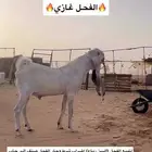 تيس فحل للبيع