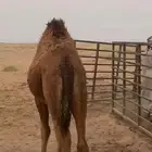 بكره على الحليب