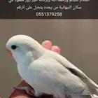 طير روز مفقود الموقع النبهانيه