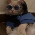 قطه للتبني