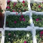 تنسيق حدائق