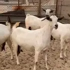 عنز كحلا بيشيه