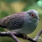 زوج يمام ماسي للبيع