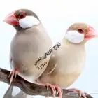لأهل التميز زوج جاوا كريمي فاتح