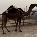 مجهم خفوت كفو ناقه طيبه وطويله