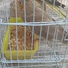 كروان لي مفقود