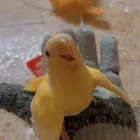 روز اليف