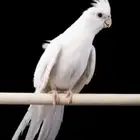 كروان اليف البينو للبيع