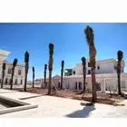 نخيل عربي جميع المقاسات متوفرة نخيل واشنطني زينه