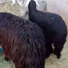 نجده مع بنتها