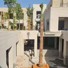 نخل واشنطني