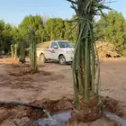 نخل متوفرة لدينا انواع مشكله من فصائل النخيل