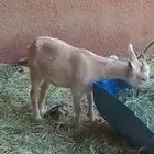 عنز ثنيه قزمه مقرعها تيس قزمي طيبه