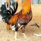 ديك ودجاجه فيومي نضيفه ج