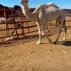 ناقه وضحاء شرط عشار