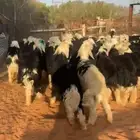 نجد طيبه ( تم البيع )
