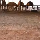 توفر دفعه قعدان بالمزرعه