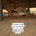 توفر قعدان