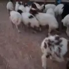 هرافى نعيم طيبه (تم البيع )