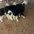 هرافى نجد فاخره (تم البيع )