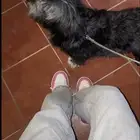 كلب مالتيز