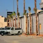 نخل واشنطني