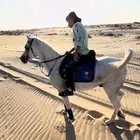 احصان شعبي شيخ