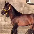 حصان ركوب طرب