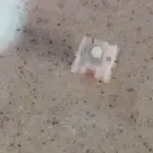 سوتشات حمراء