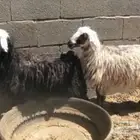 4 رخال نجد طيبات