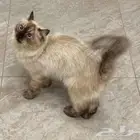 قطه للبيع