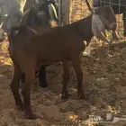 تيس للبيع